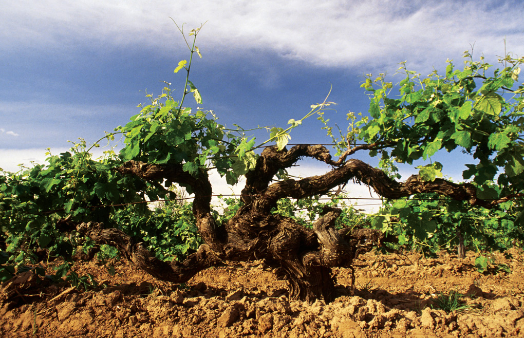 LANGHORNE CREEK Wines